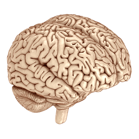 realistic model of human brain